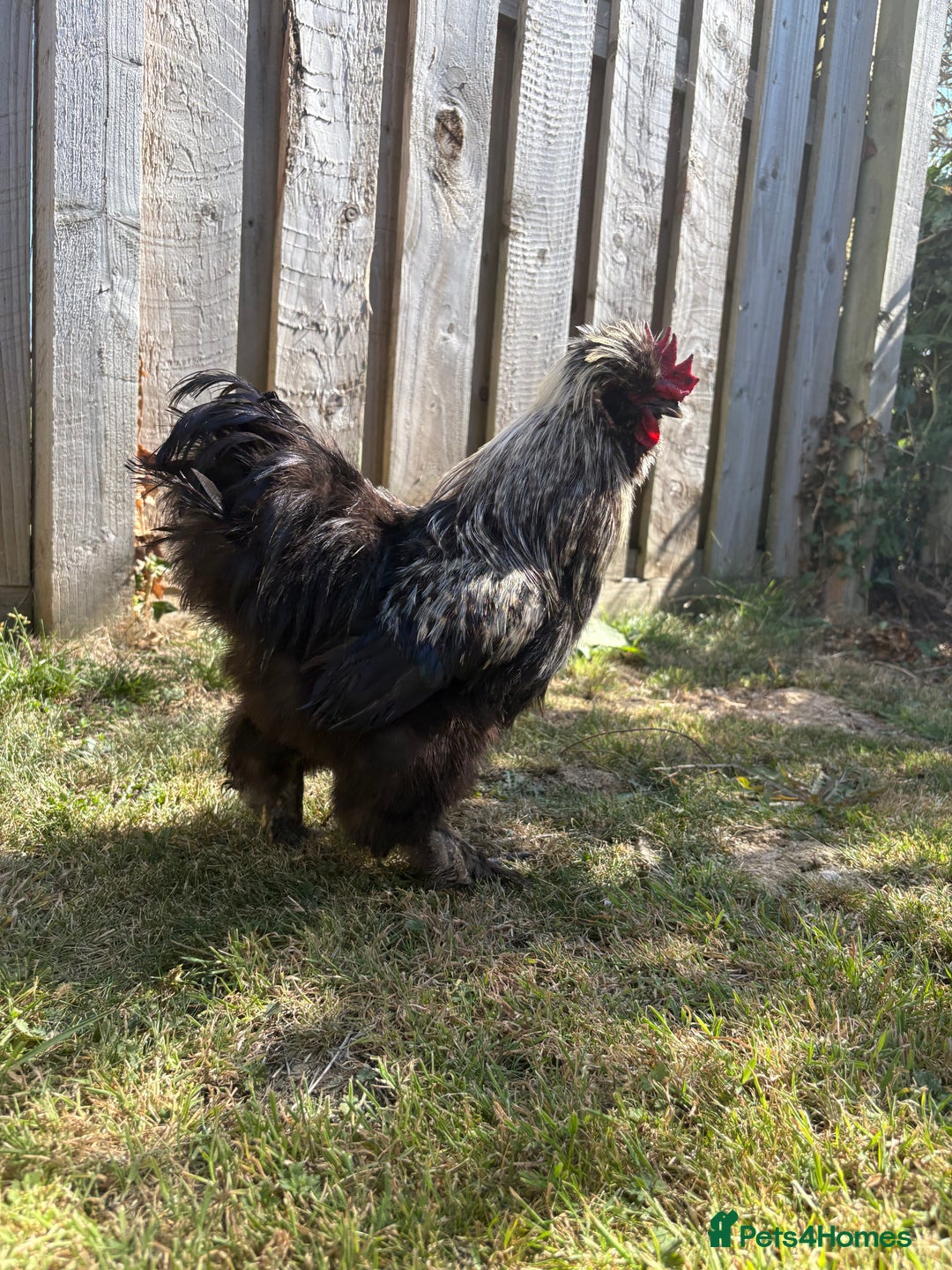 Chickens poultry for sale: Silkie Rooster (FOC) - Image 2