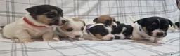 Jack Russell dogs for sale: Stunning Jack Russells, DNA health tested parents - Advert 7