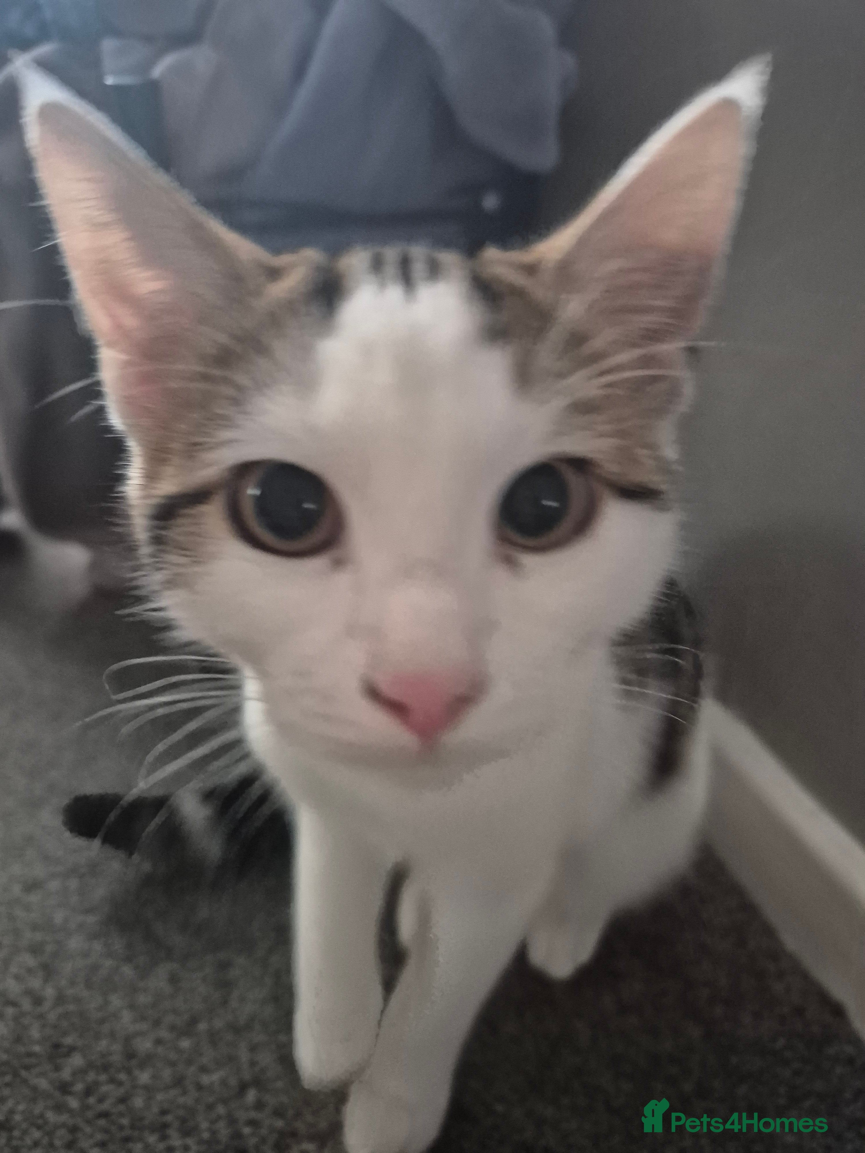 British Shorthair cats Male and female kittens - Advert 18