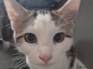 British Shorthair cats - Advert 31