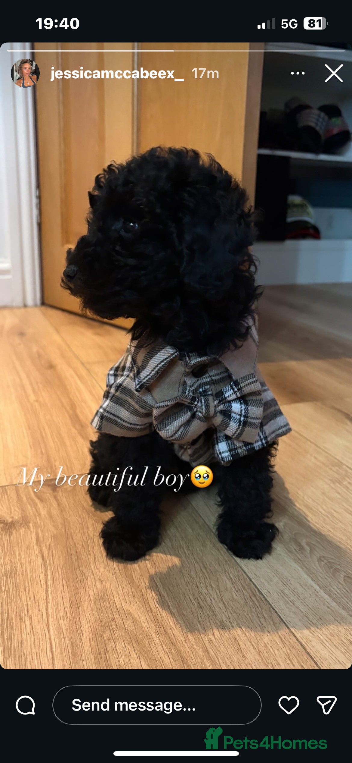 Miniature Poodle dogs miniature poodles  - Advert 7