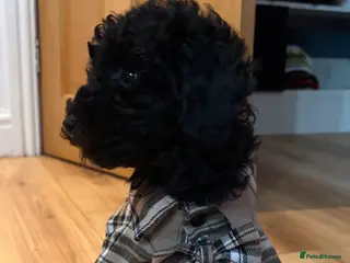 Miniature Poodle dogs miniature poodles - Advert 7