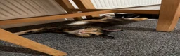 Mixed Breed cats for sale: Mixed kittens for sale in Alford - Advert 10