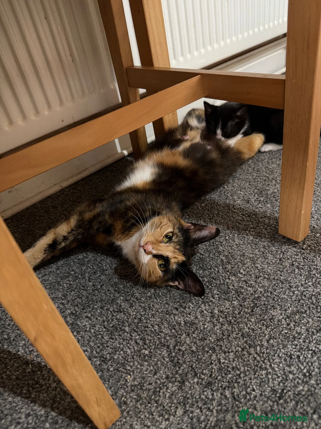 Mixed Breed cats for sale: Mixed kittens for sale in Alford - Advert 10