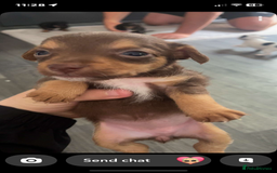 Jack Russell dogs for sale: #Readynow#Miniature Jack Yorkshire terrier pups in Sittingbourne - Image 7