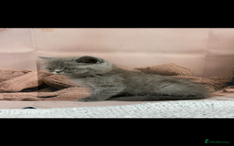Exotic cats for sale: exotic  - Image 6