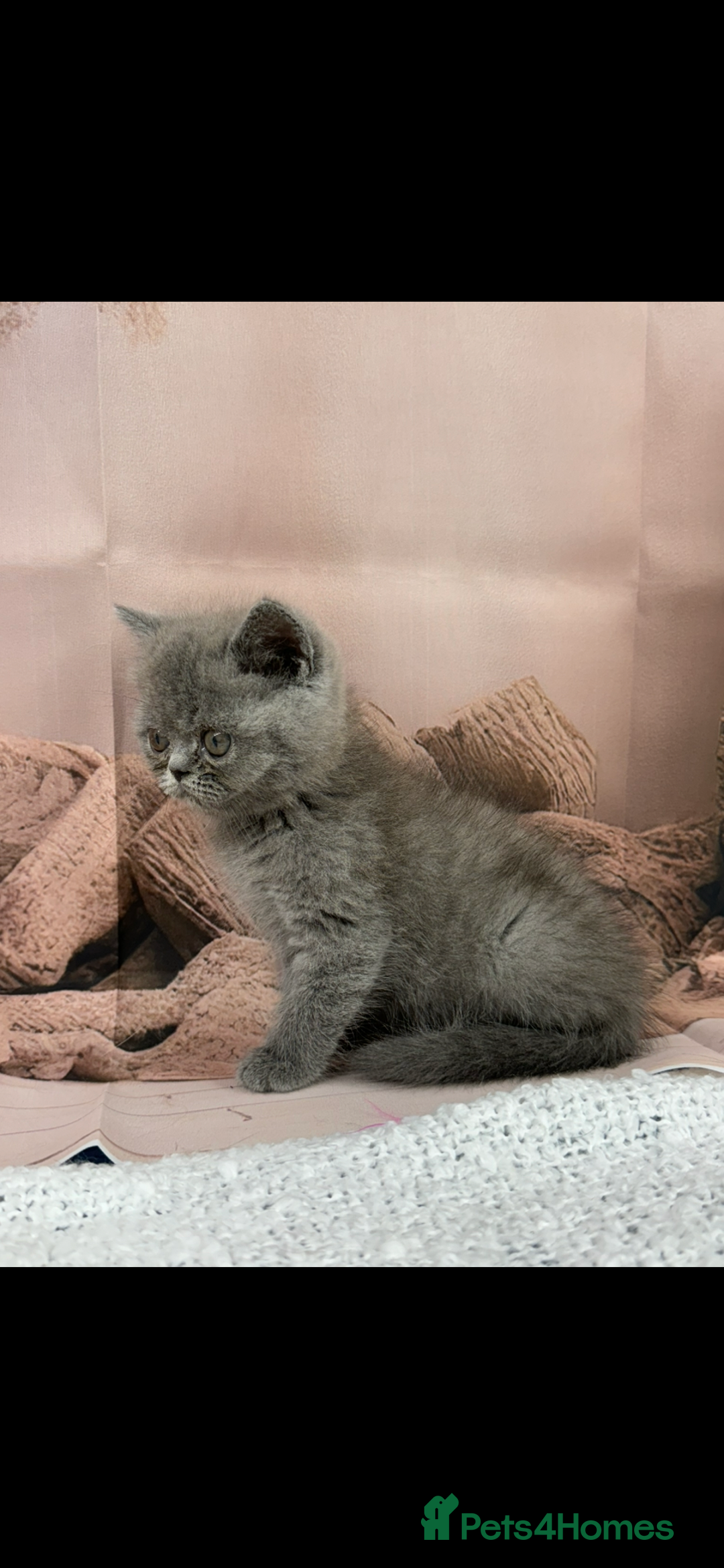 Exotic cats for sale: exotic  - Image 6