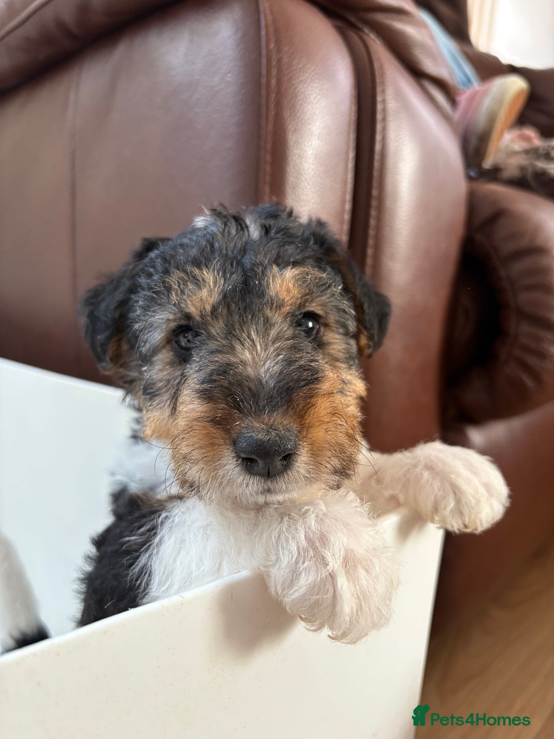 Fox Terrier dogs for sale: 🐾Darling fox terrier puppies 🐾 07513801786 - Image 2