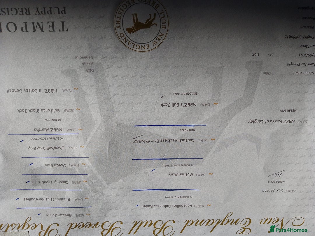 Olde English Bulldogge dogs for stud: bulldog for stud - Advert 8