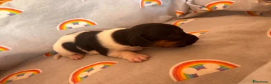 Jack Russell 1