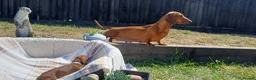 Dachshund dogs for sale: OUTSTANDING KC reg, smooth,standard dachshund  - Advert 20