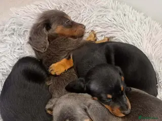 Dachshund dogs Mrs DD Connelly - Advert 1