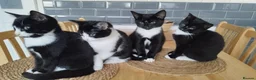 Mixed Breed cats for sale: 4 tuxedo black/white cuties looking for a home - Advert 6