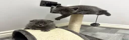 Scottish Fold cats for sale: Last Beautiful Blue Scottish Fold Kitten Ready  - Advert 5