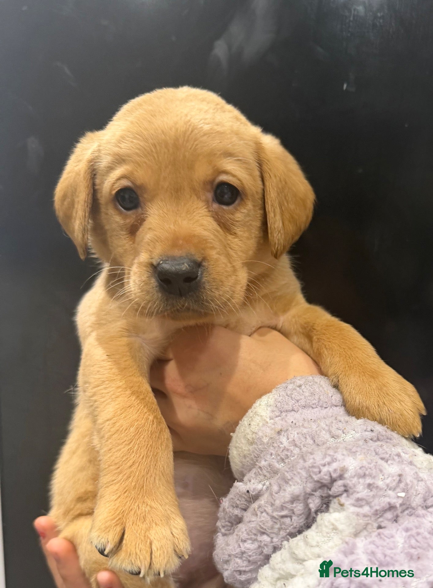 Labrador Retriever dogs KC registered Labradors for sale  - Advert 23