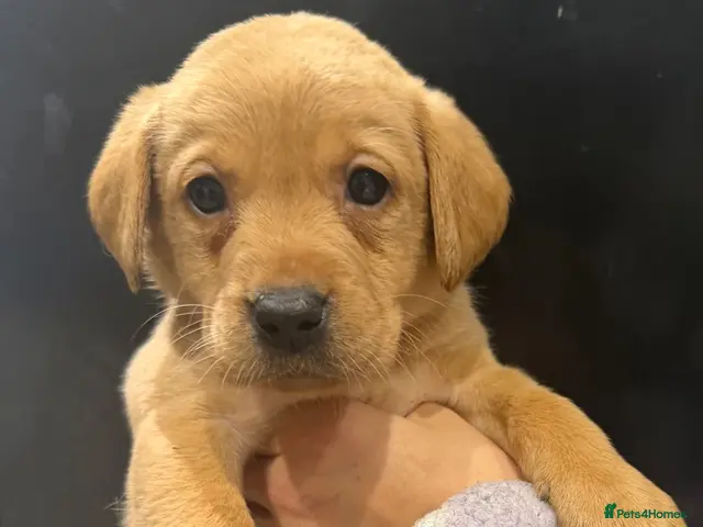 Labrador Retriever dogs KC registered Labradors for sale - Advert 23