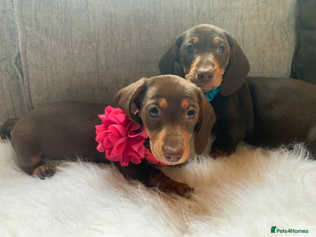 Miniature Dachshund dogs for sale: Minature Dashound boy&girl Ready Now - Image 7