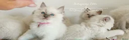 Ragdoll cats for sale: READY😻PURE BEAUTIFUL RAGDOLL 😻😻😻 - Advert 23