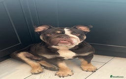 English Bulldog dogs for sale: Harry - Image 3