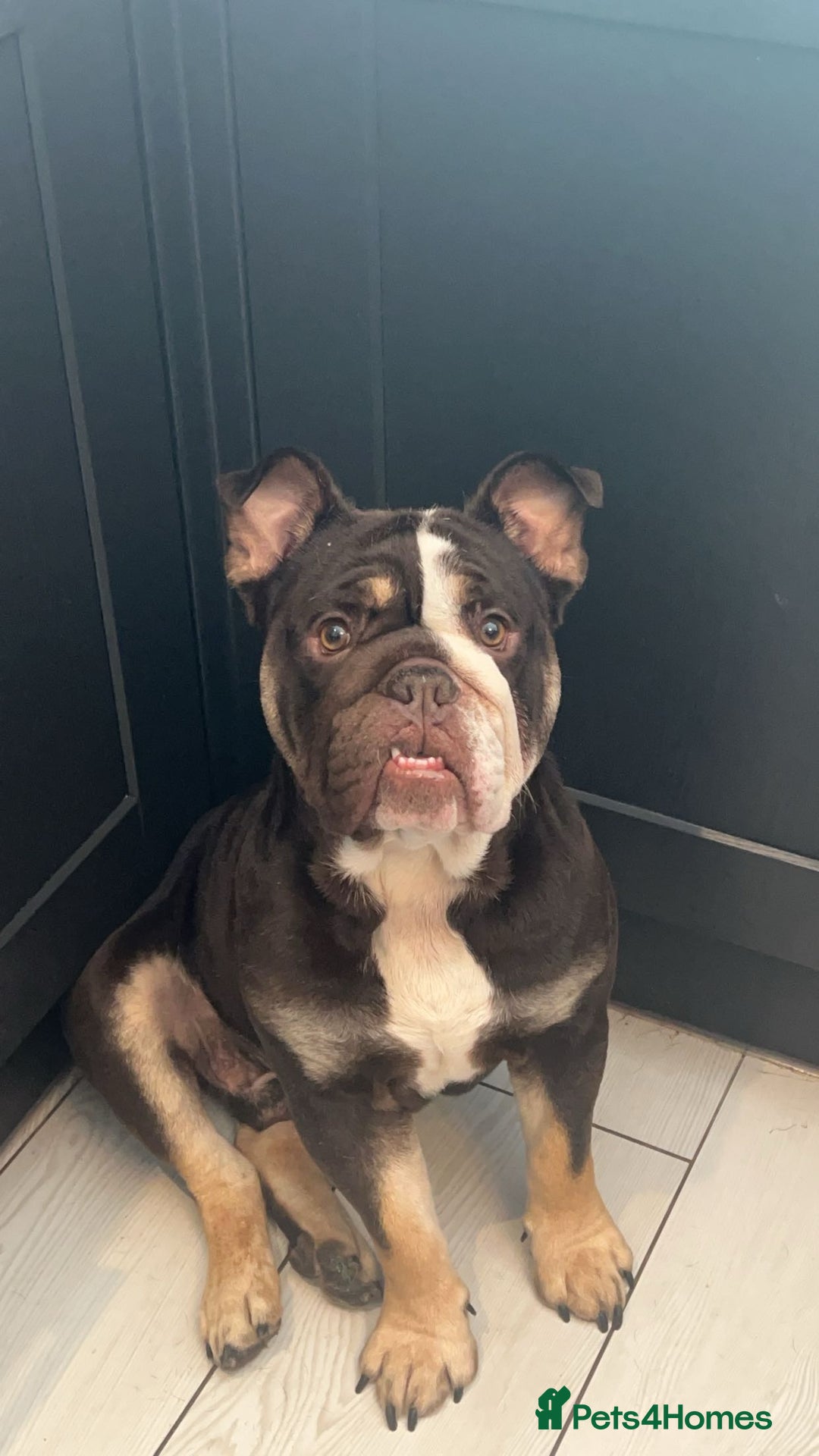 English Bulldog dogs for sale: Harry - Image 3