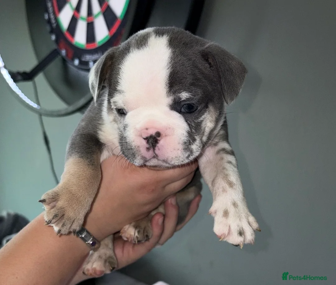 French Bulldog dogs for sale: French bull dog puppies  - Advert 12