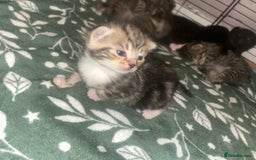 Mixed Breed cats for sale: Siamese cross kittens - Image 2