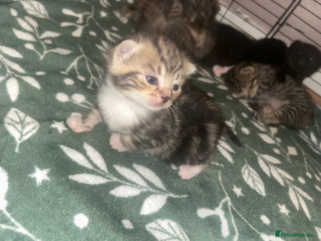 Mixed Breed cats for sale: Siamese cross kittens - Image 2