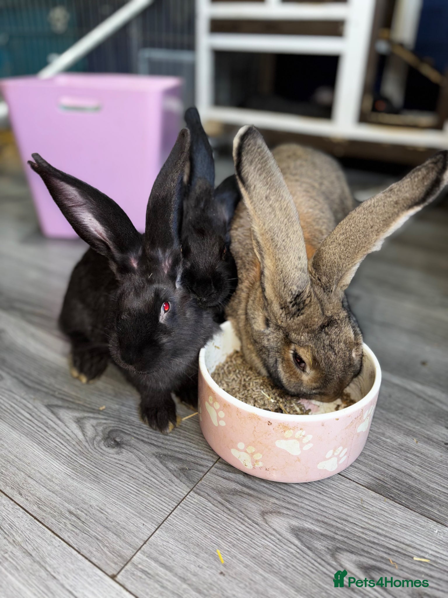 Continental Giant rabbits 3LEFT GERMAN GIANTS(continentals)  - Advert 2