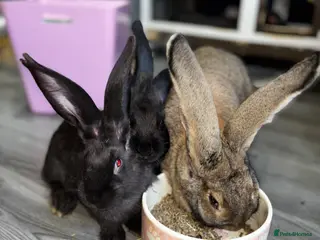 Continental Giant rabbits 3LEFT GERMAN GIANTS(continentals) - Advert 2