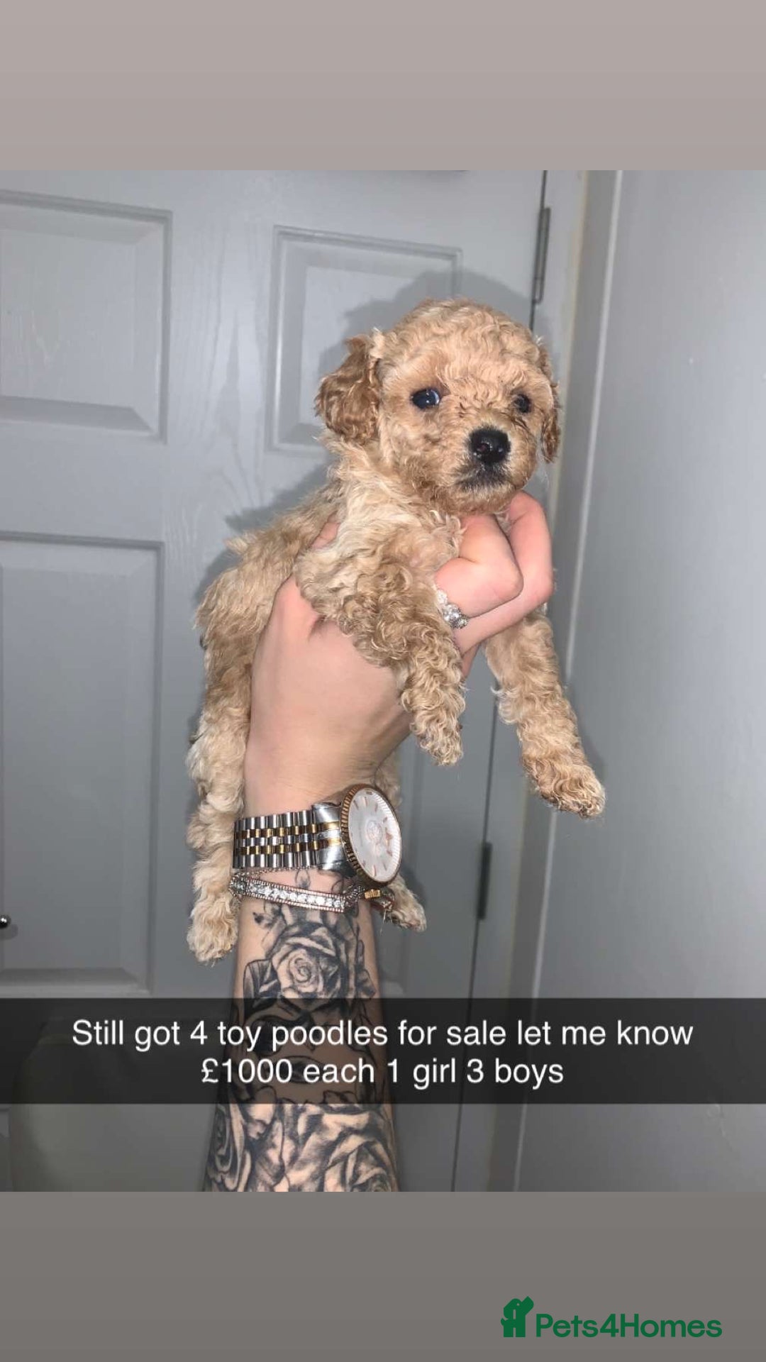Toy Poodle dogs for sale: Toy poodle puppies for sale ready to leave  - Advert 7