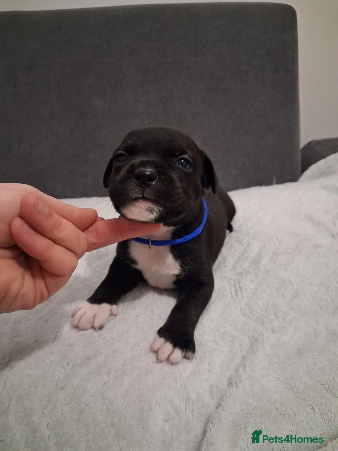 Staffordshire Bull Terrier dogs for sale: Show quality Staffordshire Bull Terrier - Advert 29