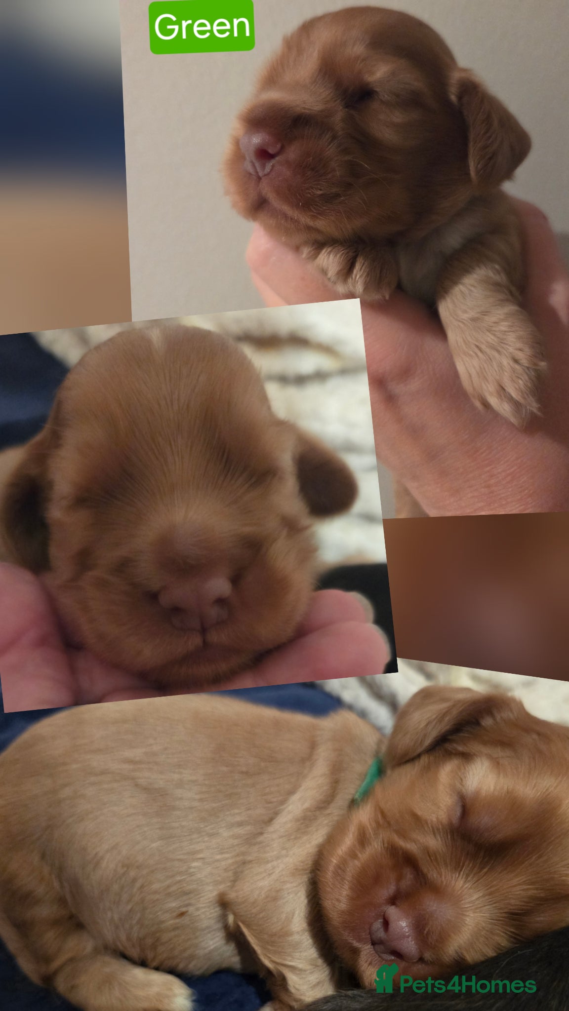 Cocker Spaniel dogs for sale: RKC SHOW COCKER SPANIEL PUPPIES EXTENSIVELY HEALTH - Advert 1