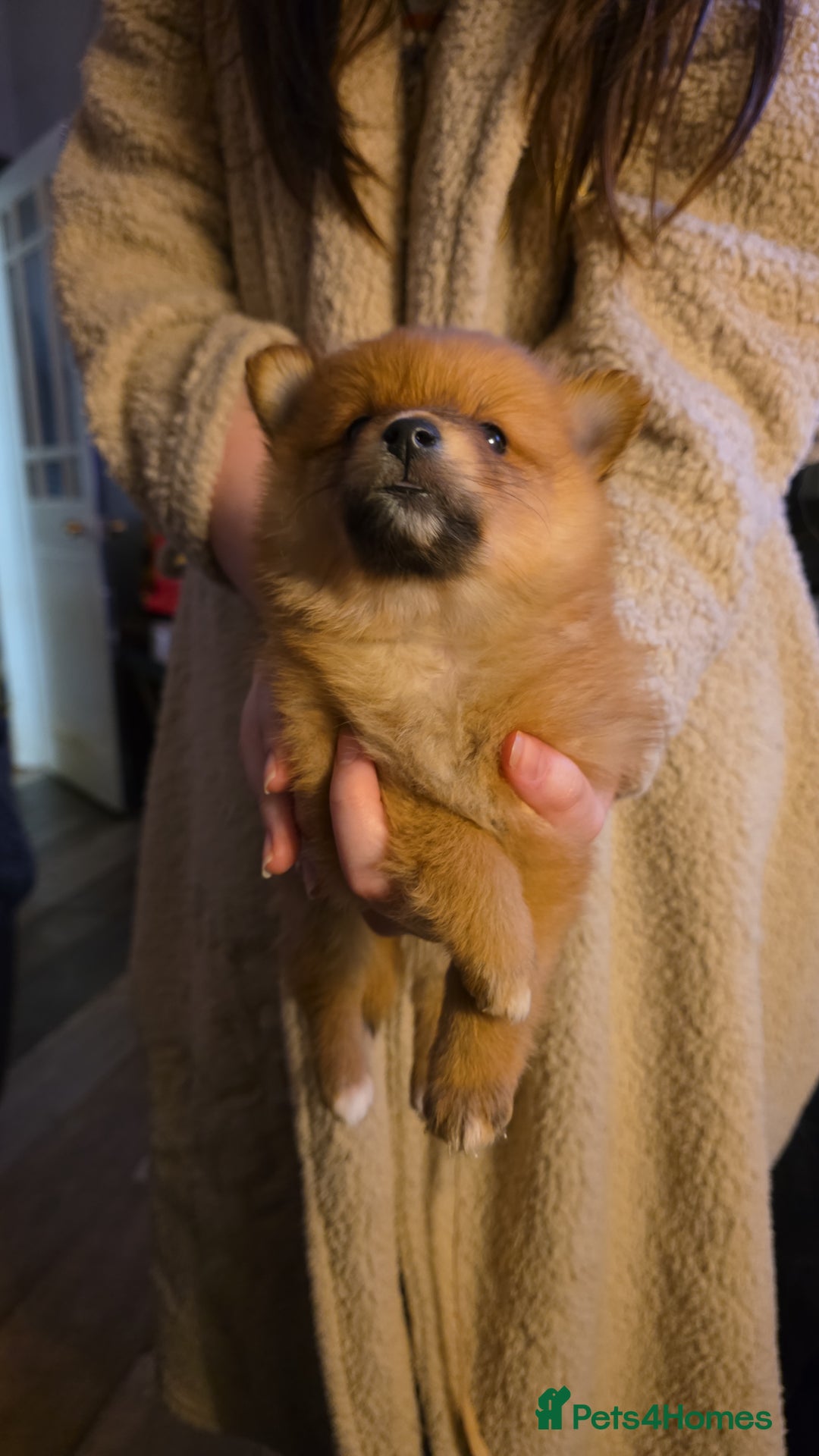 Pomeranian dogs for sale: Pomeranian pups  - Advert 3