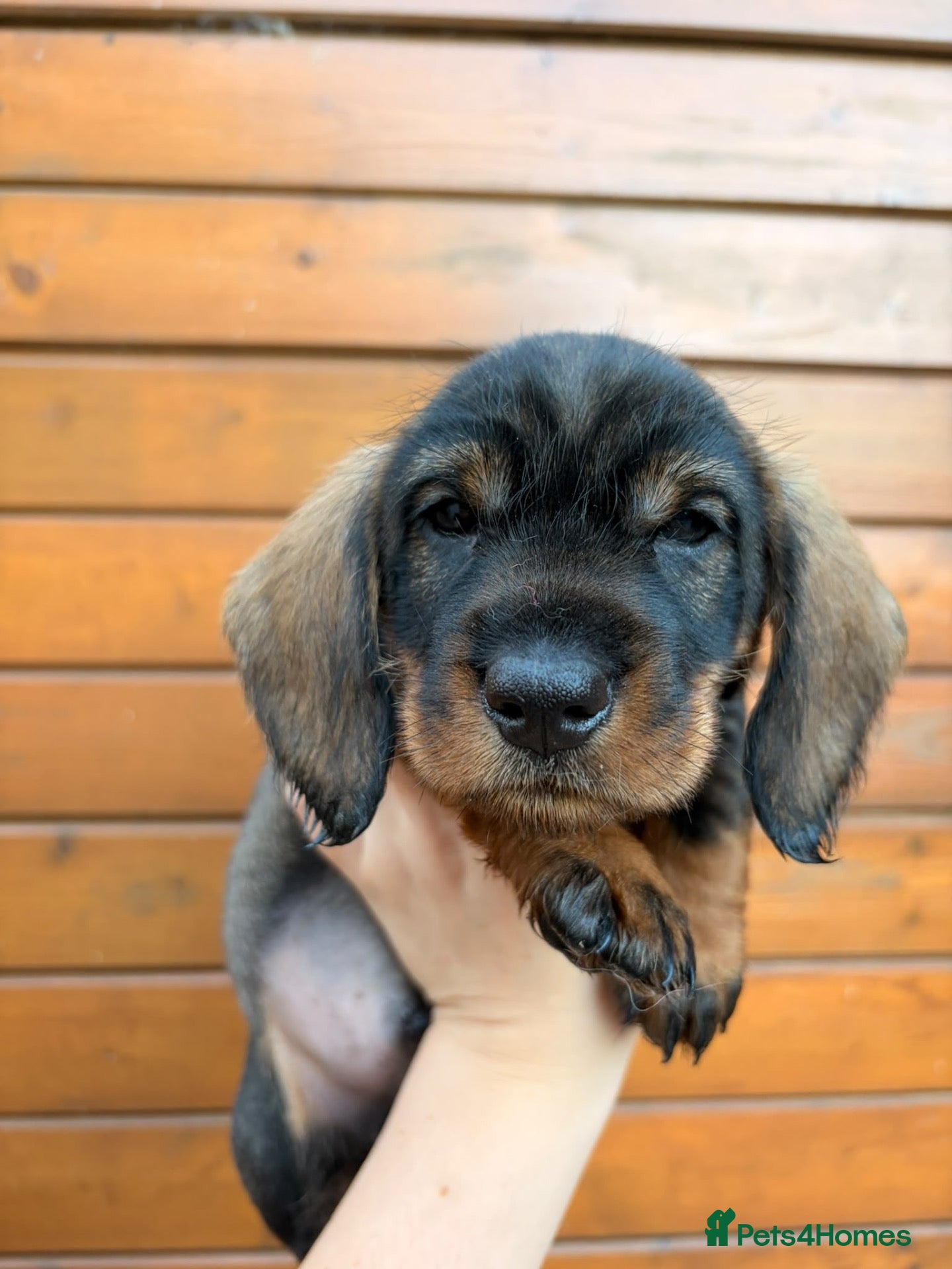 Dachshund dogs Standard quality Wire haired dachs - Advert 2