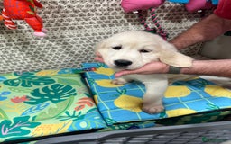 Golden Retriever dogs for sale: LAST 1 KC REG CHAMPIONSHIP BLOOD LINE CREAM  - Image 19