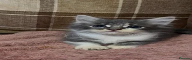 Grey and white long fur boy 