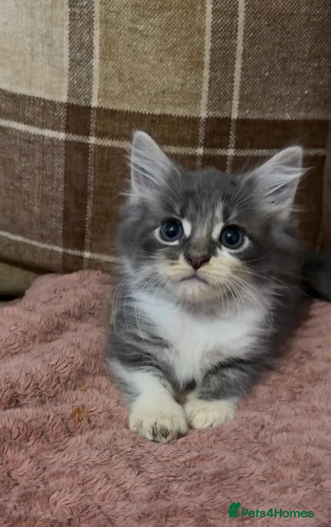 Mixed Breed cats for sale: 3 beautiful male kittens (dad is Persian)  - Advert 2