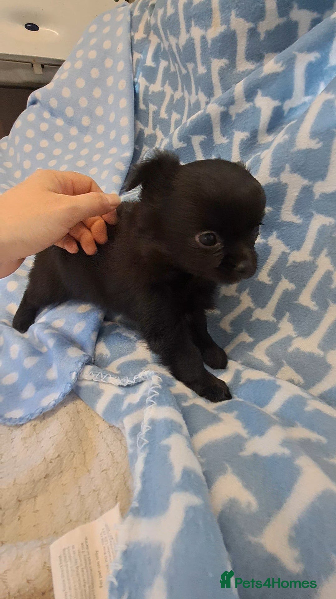 Chihuahua dogs *Ready 28th Jan* Long Coat Chihuahua puppies  - Advert 4