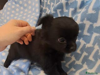 Chihuahua dogs *Ready 28th Jan* Long Coat Chihuahua puppies - Advert 4