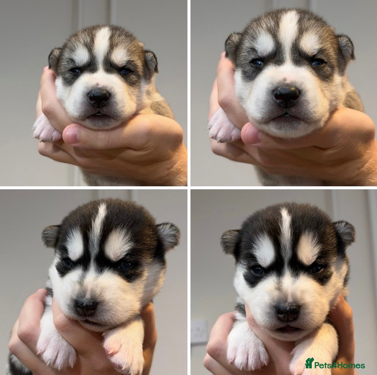 Siberian Husky dogs 2X BOYS LEFT KC REGISTERED SIBERIAN HUSKY PUPPIES - Advert 16