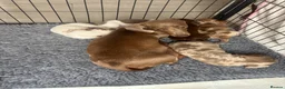 Miniature Dachshund dogs for sale: Beautiful miniature dachshund  in Wigan - Advert 8