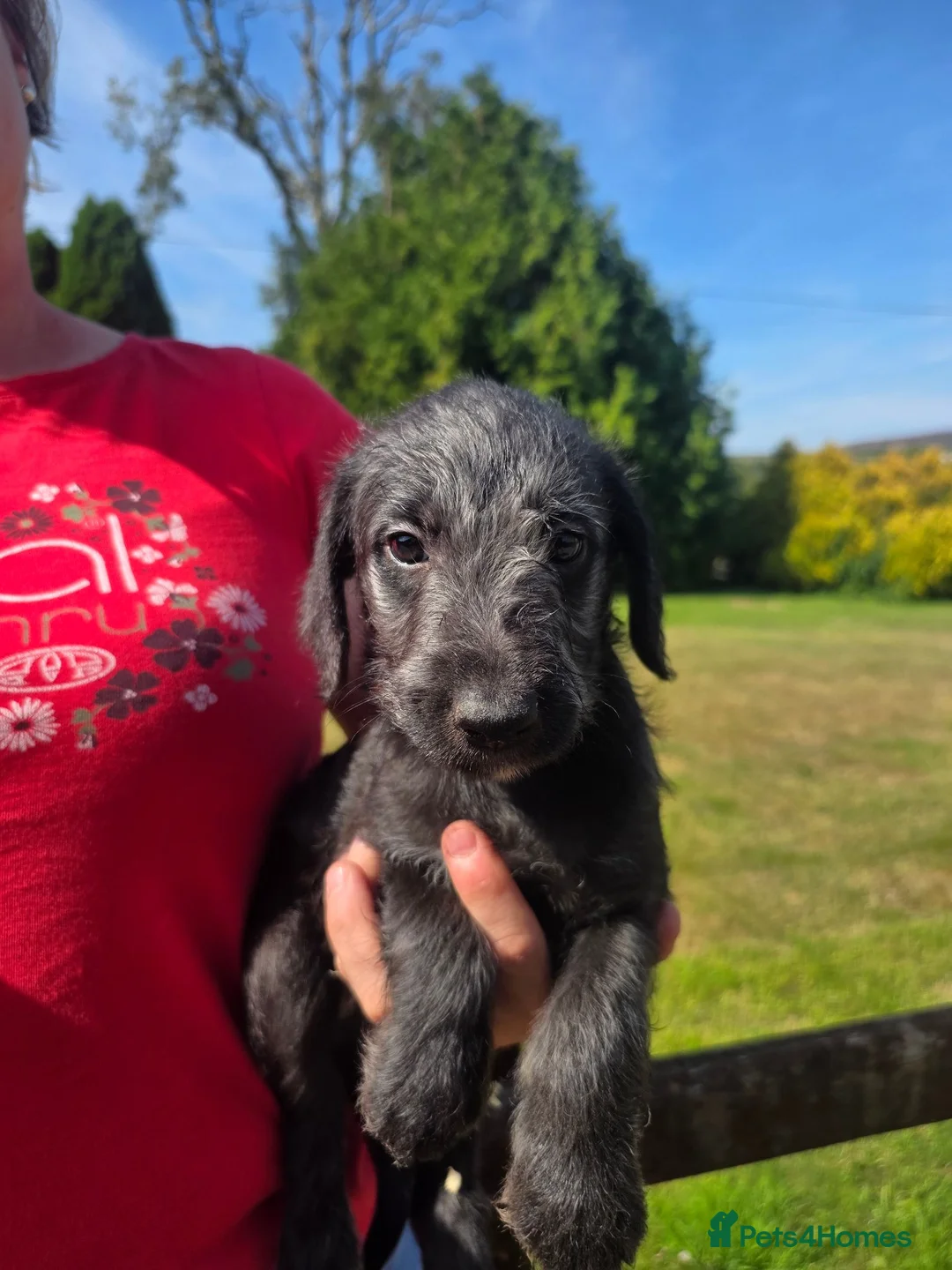 Mixed Breed dogs for sale: Quality Bedlington Terrier X Whippet Puppies - Advert 2