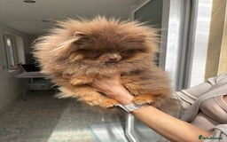 Pomeranian dogs for stud: Lilac and Tan stud 1.5kg - Image 3