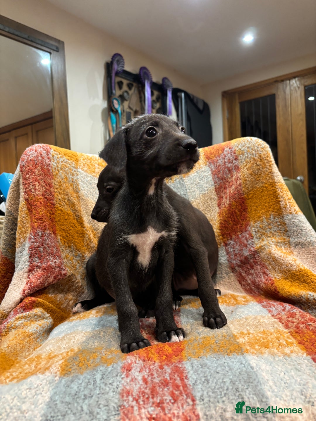 Mixed Breed dogs for sale: Bedlington whippet lurcher pups for sale  - Advert 8