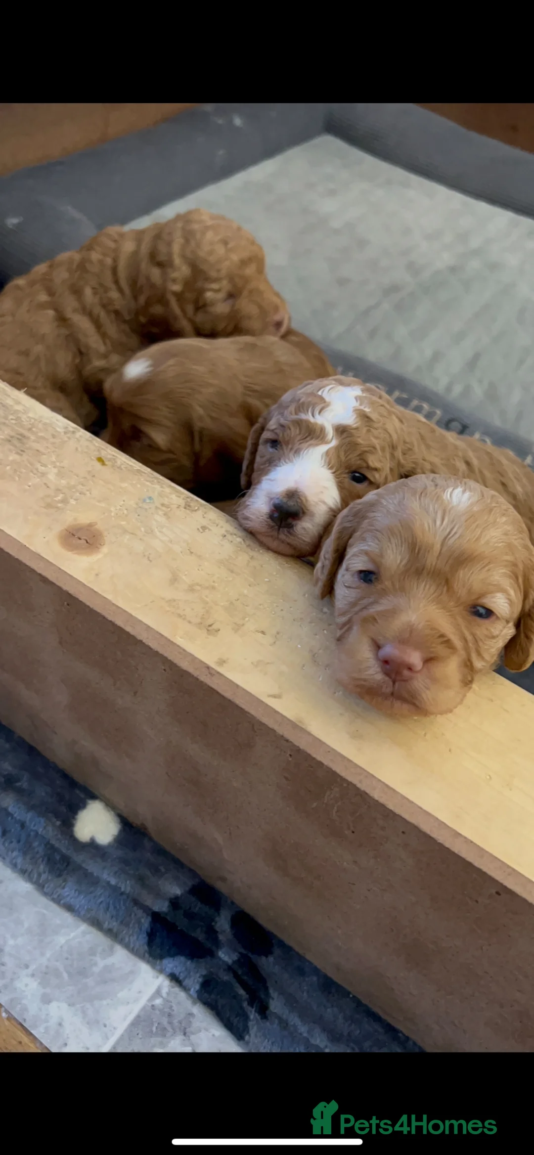 Cockapoo dogs for stud: Proven Red & white F1 cockapoo stud dog. in Barnsley - Advert 16