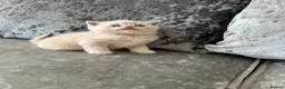 Scottish Fold cats for sale: 🦉Scottish Fold & Scottish Straights TICA REG🦉 - Advert 11