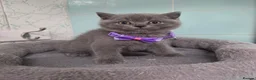 British Shorthair cats for sale: Beautiful British Shorthair Kittens for LovingHome - Advert 11