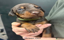 Dobermann dogs for sale: DOBERMAN PUPPIES WITH FANTASTIC PEDIGREE - Image 3