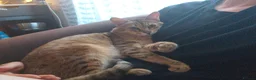 Savannah cats for sale: Archie - Advert 2