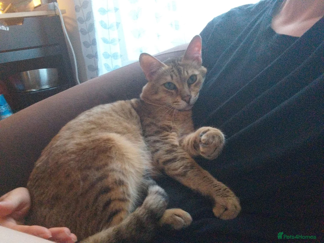 Savannah cats for sale: Archie - Advert 2